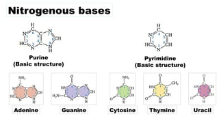 Nitrogenous bases
Purine
(Basic structure)
Pyrimidine
(Basic structure)
Adenine Guanine Cytosine Thymine Uracil
 