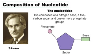 The nucleotides
Composition of Nucleotide
T. Levene
It is composed of a nitrogen base, a five-
carbon sugar, and one or more phosphate
groups
 