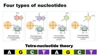 Four types of nucleotides
A G C T A G C T
Tetra-nucleotide theory
 