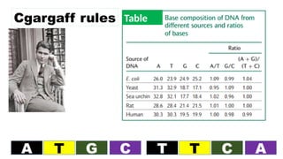 Cgargaff rules Table
A T G C T T C A
 