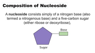 Composition of Nucleoside
A nucleoside consists simply of a nitrogen base (also
termed a nitrogenous base) and a five-carbon sugar
(either ribose or deoxyribose),
 