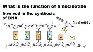 What is the function of a nucleotide
Involved in the synthesis
of DNA
Nucleotide
 