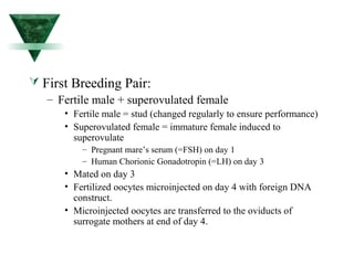  First Breeding Pair: 
– Fertile male + superovulated female 
• Fertile male = stud (changed regularly to ensure performance) 
• Superovulated female = immature female induced to 
superovulate 
– Pregnant mare’s serum (=FSH) on day 1 
– Human Chorionic Gonadotropin (=LH) on day 3 
• Mated on day 3 
• Fertilized oocytes microinjected on day 4 with foreign DNA 
construct. 
• Microinjected oocytes are transferred to the oviducts of 
surrogate mothers at end of day 4. 
 