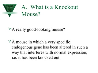 A. What is a Knockout 
Mouse? 
A really good-looking mouse? 
A mouse in which a very specific 
endogenous gene has been altered in such a 
way that interferes with normal expression, 
i.e. it has been knocked out. 
 