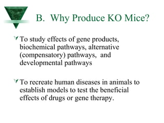 B. Why Produce KO Mice? 
To study effects of gene products, 
biochemical pathways, alternative 
(compensatory) pathways, and 
developmental pathways 
To recreate human diseases in animals to 
establish models to test the beneficial 
effects of drugs or gene therapy. 
 
