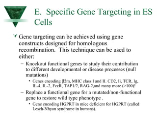 E. Specific Gene Targeting in ES 
Cells 
 Gene targeting can be achieved using gene 
constructs designed for homologous 
recombination. This technique can be used to 
either: 
– Knockout functional genes to study their contribution 
to different developmental or disease processes (null 
mutations) 
• Genes encoding b2m, MHC class I and II. CD2, Ii, TCR, Ig, 
IL-4, IL-2, FceR, TAP1/2, RAG-2,and many more (>100)! 
– Replace a functional gene for a mutated/non-functional 
gene to restore wild type phenotype . 
• Gene encoding HGPRT in mice deficient for HGPRT (called 
Lesch-Nhyan syndrome in humans). 
 