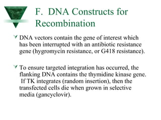 F. DNA Constructs for 
Recombination 
 DNA vectors contain the gene of interest which 
has been interrupted with an antibiotic resistance 
gene (hygromycin resistance, or G418 resistance). 
 To ensure targeted integration has occurred, the 
flanking DNA contains the thymidine kinase gene. 
If TK integrates (random insertion), then the 
transfected cells die when grown in selective 
media (gancyclovir). 
 