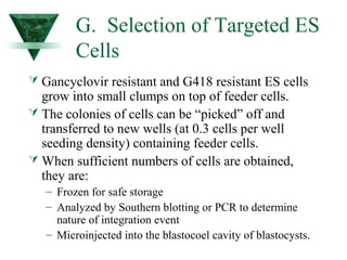 G. Selection of Targeted ES 
Cells 
 Gancyclovir resistant and G418 resistant ES cells 
grow into small clumps on top of feeder cells. 
 The colonies of cells can be “picked” off and 
transferred to new wells (at 0.3 cells per well 
seeding density) containing feeder cells. 
 When sufficient numbers of cells are obtained, 
they are: 
– Frozen for safe storage 
– Analyzed by Southern blotting or PCR to determine 
nature of integration event 
– Microinjected into the blastocoel cavity of blastocysts. 
 