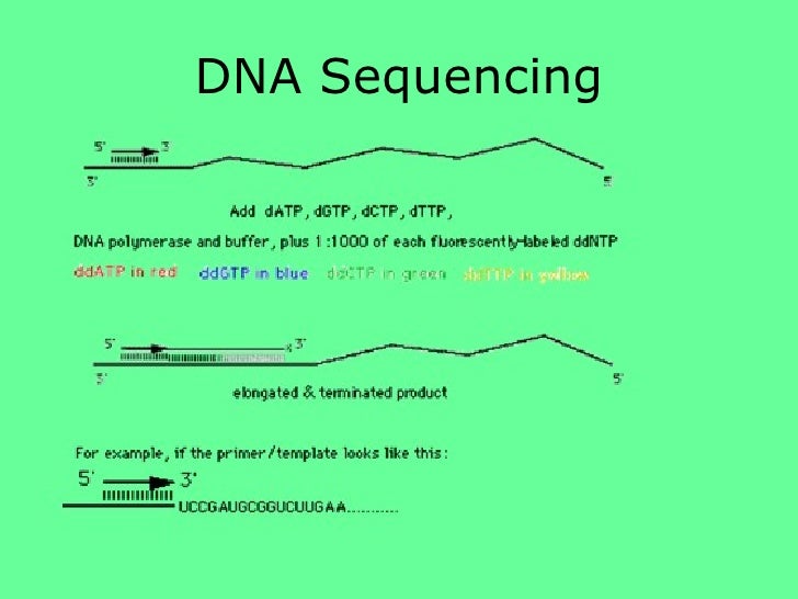 period 2 sequence snapgene period 2 sequence snapgene