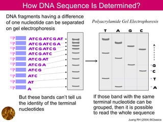 How DNA Sequence Is Determined?
DNA fragments having a difference
of one nucleotide can be separated      Polyacrylamide Gel Electrophoresis
on gel electrophoresis                        T     A     G       C
 32
    P      ATC GATC GAT
 32
    P      ATC GATC GA
 32
    P      ATC GATC G
 32
    P      ATC GATC
 32
    P      ATC GAT
 32
    P      ATC GA                                                          G
 32
    P      ATC G                                                           C
 32
    P      ATC
                                                                           T
 32
    P      AT
 32
    P      A                                                               A
        But these bands can’t tell us   If those band with the same
        the identity of the terminal    terminal nucleotide can be
        nucleotides                     grouped, then it is possible
                                        to read the whole sequence
                                                          Juang RH (2004) BCbasics
 
