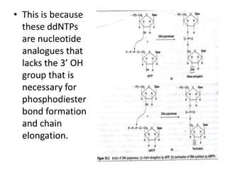 • This is because
  these ddNTPs
  are nucleotide
  analogues that
  lacks the 3’ OH
  group that is
  necessary for
  phosphodiester
  bond formation
  and chain
  elongation.
 