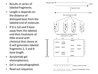 Dna sequencing | PPTX