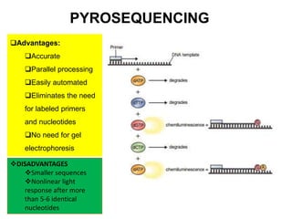PYROSEQUENCING 
Advantages: 
Accurate 
Parallel processing 
Easily automated 
Eliminates the need 
for labeled primers 
and nucleotides 
No need for gel 
electrophoresis 
DISADVANTAGES 
Smaller sequences 
Nonlinear light 
response after more 
than 5-6 identical 
nucleotides 
 