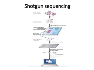 Shotgun sequencing 
 