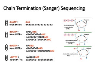 Chain Termination (Sanger) Sequencing 
ddATP + ddA 
four dNTPs dAdGdCdTdGdCdCdCdG 
ddCTP + dAdGddC 
four dNTPs dAdGdCdTdGddC 
dAdGdCdTdGdCddC 
dAdGdCdTdGdCdCddC 
ddGTP + dAddG 
four dNTPs dAdGdCdTddG 
dAdGdCdTdGdCdCdCddG 
ddTTP + dAdGdCddT 
four dNTPs dAdGdCdTdGdCdCdCdG 
A 
C 
G 
T 
 
