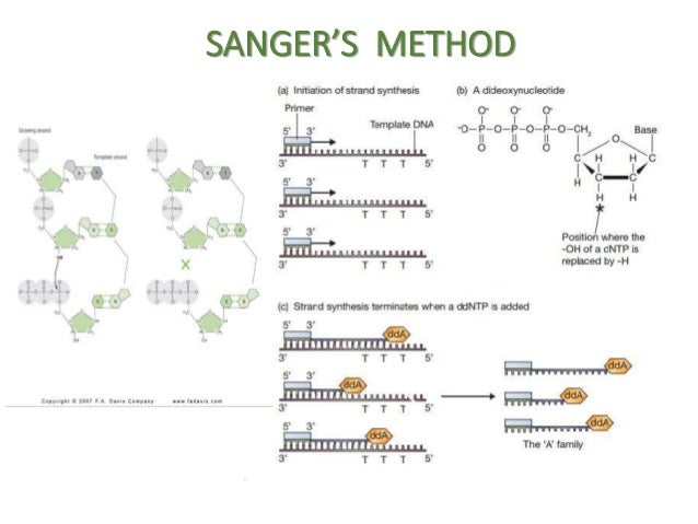 Sanger Method Of Dna Sequencing Flow Chart