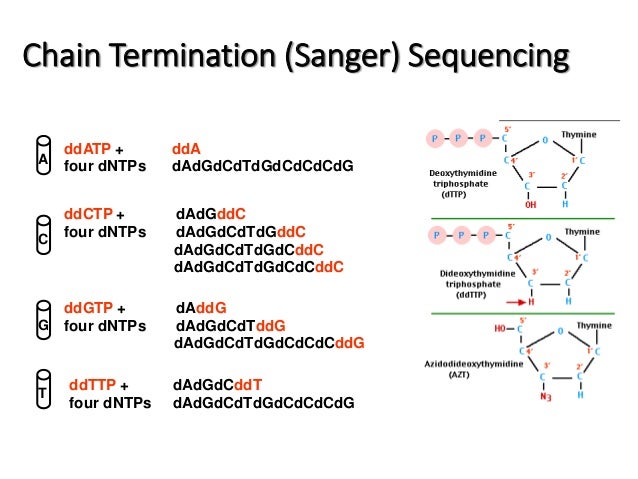 Sanger Method Of Dna Sequencing Flow Chart