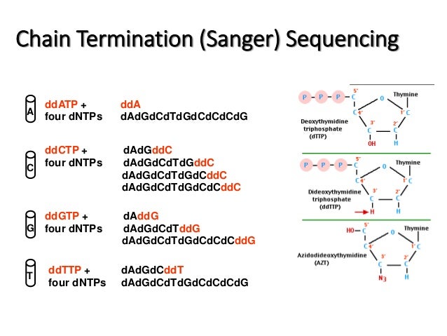 DNA Sequencing