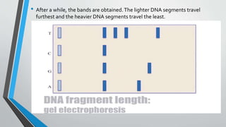 • After a while, the bands are obtained.The lighter DNA segments travel
furthest and the heavier DNA segments travel the least.
 