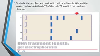 • Similarly, the next farthest band, which will be a di-nucleotide and the
second nucleotide is the dNTP of that ddNTP in which the band was
observed.
 