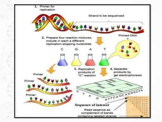Dna sequencing methods | PPTX