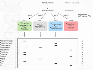 Dna sequencing methods | PPTX
