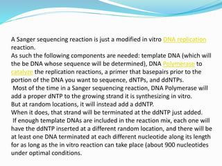 A Sanger sequencing reaction is just a modified in vitro DNA replication
reaction.
As such the following components are needed: template DNA (which will
the be DNA whose sequence will be determined), DNA Polymerase to
catalyze the replication reactions, a primer that basepairs prior to the
portion of the DNA you want to sequence, dNTPs, and ddNTPs.
Most of the time in a Sanger sequencing reaction, DNA Polymerase will
add a proper dNTP to the growing strand it is synthesizing in vitro.
But at random locations, it will instead add a ddNTP.
When it does, that strand will be terminated at the ddNTP just added.
If enough template DNAs are included in the reaction mix, each one will
have the ddNTP inserted at a different random location, and there will be
at least one DNA terminated at each different nucleotide along its length
for as long as the in vitro reaction can take place (about 900 nucleotides
under optimal conditions.
 