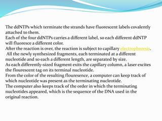 The ddNTPs which terminate the strands have fluorescent labels covalently
attached to them.
Each of the four ddNTPs carries a different label, so each different ddNTP
will fluoresce a different color.
After the reaction is over, the reaction is subject to capillary electrophoresis.
All the newly synthesized fragments, each terminated at a different
nucleotide and so each a different length, are separated by size.
As each differently-sized fragment exits the capillary column, a laser excites
the flourescent tag on its terminal nucleotide.
From the color of the resulting flouresence, a computer can keep track of
which nucleotide was present as the terminating nucleotide.
The computer also keeps track of the order in which the terminating
nucleotides appeared, which is the sequence of the DNA used in the
original reaction.
 