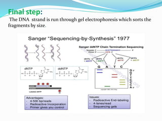 Final step:
The DNA strand is run through gel electrophoresis which sorts the
fragments by size.
 