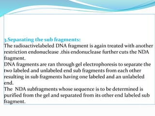3.Separating the sub fragments:
The radioactivelabeled DNA fragment is again treated with another
restriction endonuclease .this endonuclease further cuts the NDA
fragment.
DNA fragments are ran through gel electrophoresis to separate the
two labeled and unlabeled end sub fragments from each other
resulting in sub fragments having one labeled and an unlabeled
end.
The NDA subfragments whose sequence is to be determined is
purified from the gel and separated from its other end labeled sub
fragment.
 