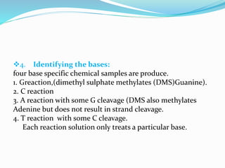 4. Identifying the bases:
four base specific chemical samples are produce.
1. Greaction,(dimethyl sulphate methylates (DMS)Guanine).
2. C reaction
3. A reaction with some G cleavage (DMS also methylates
Adenine but does not result in strand cleavage.
4. T reaction with some C cleavage.
Each reaction solution only treats a particular base.
 