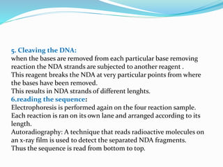 5. Cleaving the DNA:
when the bases are removed from each particular base removing
reaction the NDA strands are subjected to another reagent .
This reagent breaks the NDA at very particular points from where
the bases have been removed.
This results in NDA strands of different lenghts.
6.reading the sequence:
Electrophoresis is performed again on the four reaction sample.
Each reaction is ran on its own lane and arranged according to its
length.
Autoradiography: A technique that reads radioactive molecules on
an x-ray film is used to detect the separated NDA fragments.
Thus the sequence is read from bottom to top.
 