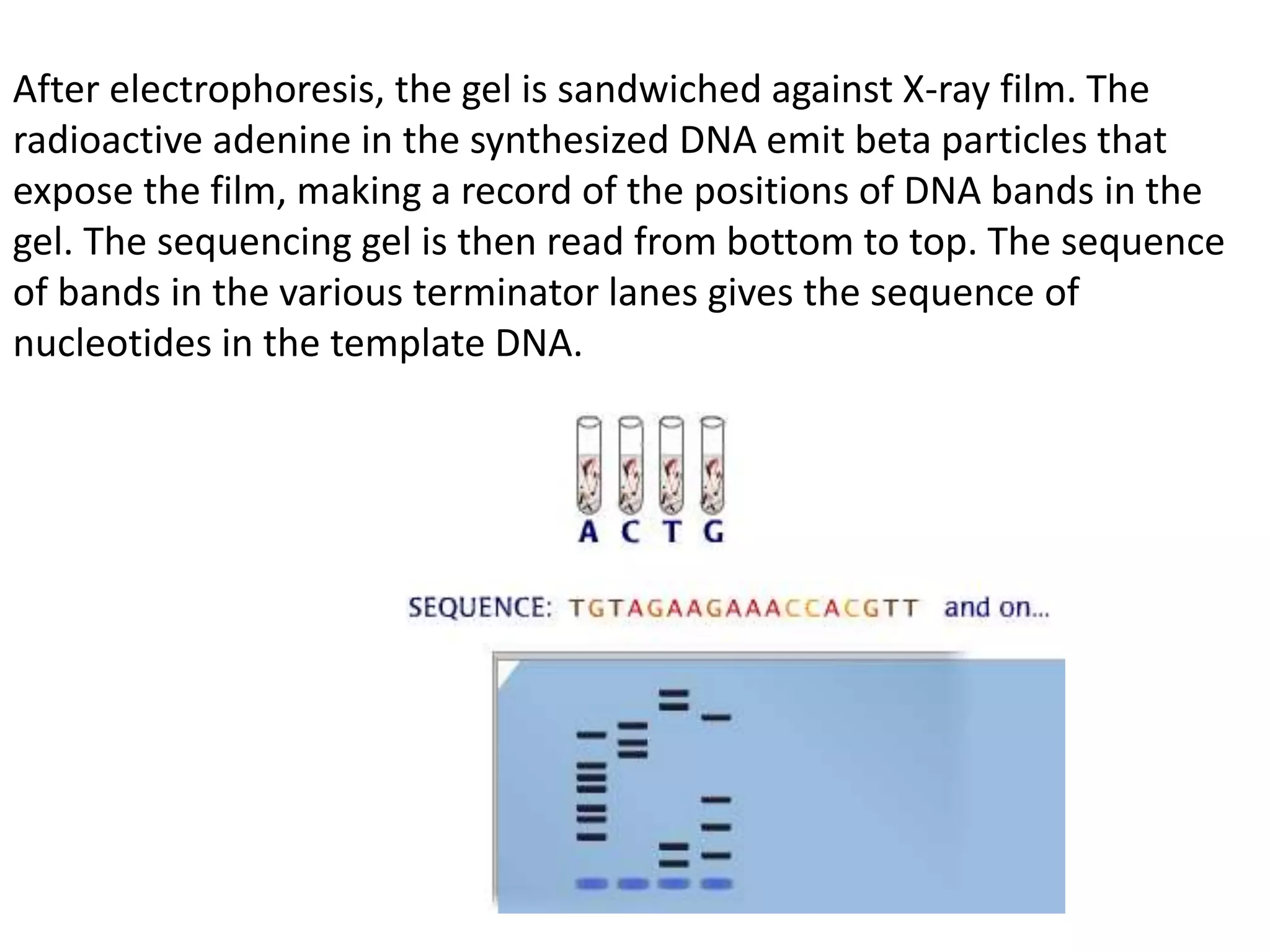 Sanger Dna Sequencing Method , Sangers method for DNA Sequencing – LHJY