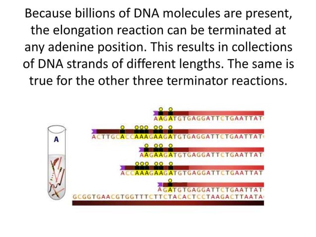 DNA Sequencing- Sanger's Method | PPTX | Chemistry | Science