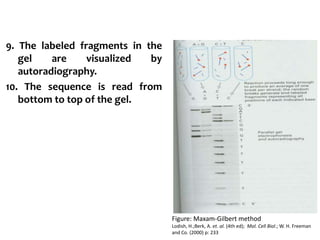 9. The labeled fragments in the
gel are visualized by
autoradiography.
10. The sequence is read from
bottom to top of the gel.
Figure: Maxam-Gilbert method
Lodish, H.;Berk, A. et. al. (4th ed); Mol. Cell Biol.; W. H. Freeman
and Co. (2000) p: 233
 