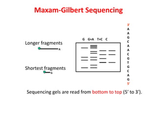 Sequencing gels are read from bottom to top (5′ to 3′).
G G+A T+C C
3′
A
A
G
C
A
A
C
G
T
G
C
A
G
5′
Longer fragments
Shortest fragments
G
A
Maxam-Gilbert Sequencing
 
