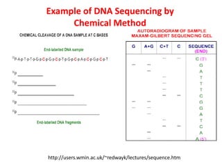Example of DNA Sequencing by
Chemical Method
http://users.wmin.ac.uk/~redwayk/lectures/sequence.htm
 