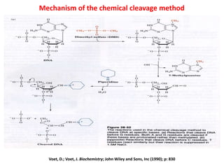 Mechanism of the chemical cleavage method
Voet, D.; Voet, J. Biochemistry; John Wiley and Sons, Inc (1990); p: 830
 