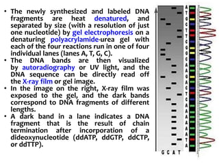 • The newly synthesized and labeled DNA
fragments are heat denatured, and
separated by size (with a resolution of just
one nucleotide) by gel electrophoresis on a
denaturing polyacrylamide-urea gel with
each of the four reactions run in one of four
individual lanes (lanes A, T, G, C).
• The DNA bands are then visualized
by autoradiography or UV light, and the
DNA sequence can be directly read off
the X-ray film or gel image.
• In the image on the right, X-ray film was
exposed to the gel, and the dark bands
correspond to DNA fragments of different
lengths.
• A dark band in a lane indicates a DNA
fragment that is the result of chain
termination after incorporation of a
dideoxynucleotide (ddATP, ddGTP, ddCTP,
or ddTTP).
 