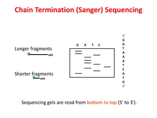 Sequencing gels are read from bottom to top (5′ to 3′).
G A T C
3′
G
G
T
A
A
A
T
C
A
T
G
5′
Longer fragments
Shorter fragments
ddG
ddG
Chain Termination (Sanger) Sequencing
 