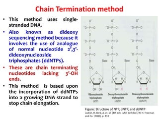 Chain Termination method
• This method uses single-
stranded DNA.
• Also known as dideoxy
sequencing method because it
involves the use of analogue
of normal nucleotide 2’,3’-
dideoxynucleoside
triphosphates (ddNTPs).
• These are chain terminating
nucleotides lacking 3’-OH
ends.
• This method is based upon
the incorporation of ddNTPs
into a growing DNA strand to
stop chain elongation.
Figure: Structure of NTP, dNTP, and ddNTP
Lodish, H.;Berk, A. et. al. (4th ed); Mol. Cell Biol.; W. H. Freeman
and Co. (2000), p: 233
 