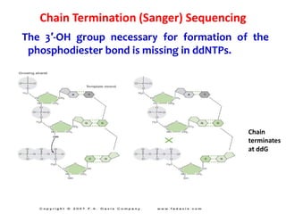 Chain
terminates
at ddG
Chain Termination (Sanger) Sequencing
The 3′-OH group necessary for formation of the
phosphodiester bond is missing in ddNTPs.
 
