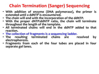 Chain Termination (Sanger) Sequencing
• With addition of enzyme (DNA polymerase), the primer is
extended until a ddNTP is encountered.
• The chain will end with the incorporation of the ddNTP.
• With the proper dNTP:ddNTP ratio, the chain will terminate
throughout the length of the template.
• All terminated chains will end in the ddNTP added to that
reaction.
• The collection of fragments is a sequencing ladder.
• The resulting terminated chains are resolved by
electrophoresis.
• Fragments from each of the four tubes are placed in four
separate gel lanes.
 