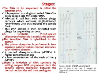 Stages:
1.The DNA to be sequenced is called the
template DNA.
 It is prepared as a single-stranded DNA after
being spliced into M13 vector DNA.
 Infected E. coli host cells release phage
particles which contains single-stranded
recombinant DNA that includes the sample
DNA.
 This DNA sample is then extracted from
phage for sequencing purpose.
2.A synthetic 5’-end-labeled
oligodeoxynucleotide is used as the primer.
3.The template DNA is hybridized to the
primer.
4. The primer elongation is performed in four
separate polymerization reaction mixtures.
Each mixture contains
 4 normal deoxynucleotides (dNTPs) in
higher concentration and
 a low concentration of the each of the 4
ddNTPs.
5.There is initiation of DNA synthesis by
adding enzyme DNA polymerase since the
enzyme cannot distinguish between the
normal nucleotides and their analogues.
Figure: Action of DNA polymerase I
Voet, D.; Voet, J. and Pratt, C. (upgrade ed)
Fundamentals of Biochemistry; John Wiley and Sons, Inc
(2002); p: 60
 