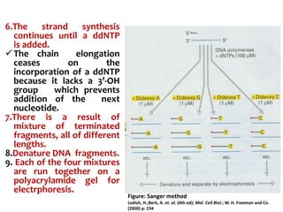 6.The strand synthesis
continues until a ddNTP
is added.
The chain elongation
ceases on the
incorporation of a ddNTP
because it lacks a 3’-OH
group which prevents
addition of the next
nucleotide.
7.There is a result of
mixture of terminated
fragments, all of different
lengths.
8.Denature DNA fragments.
9. Each of the four mixtures
are run together on a
polyacrylamide gel for
electrphoresis.
Figure: Sanger method
Lodish, H.;Berk, A. et. al. (4th ed); Mol. Cell Biol.; W. H. Freeman and Co.
(2000) p: 234
 