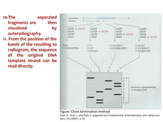 10.The separated
fragments are then
visualized by
autoradiography.
11. From the position of the
bands of the resulting to
radiogram, the sequence
of the original DNA
template strand can be
read directly.
Figure: Chain termination method
Voet, D.; Voet, J. and Pratt, C. (upgrade ed) Fundamentals of Biochemistry; John Wiley and
Sons, Inc (2002); p: 61
 