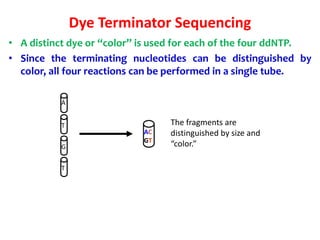 AC
GT
The fragments are
distinguished by size and
“color.”
Dye Terminator Sequencing
• A distinct dye or “color” is used for each of the four ddNTP.
• Since the terminating nucleotides can be distinguished by
color, all four reactions can be performed in a single tube.
A
T
G
T
 