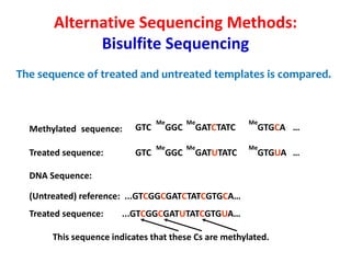 The sequence of treated and untreated templates is compared.
GTC
Methylated sequence: GTC
Me
GGC
Me
GATCTATC
Me
GTGCA …
Treated sequence:
Me
GGC
Me
GATUTATC
Me
GTGUA …
DNA Sequence:
(Untreated) reference: ...GTCGGCGATCTATCGTGCA…
Treated sequence: ...GTCGGCGATUTATCGTGUA…
This sequence indicates that these Cs are methylated.
Alternative Sequencing Methods:
Bisulfite Sequencing
 