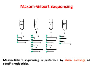 Maxam-Gilbert sequencing is performed by chain breakage at
specific nucleotides.
DMS
G
G
G
G
FA
G
A
G
G
A
G
A
A
H
C
T
T
C
T
C
C
T
H+S
C
C
C
C
Maxam-Gilbert Sequencing
 