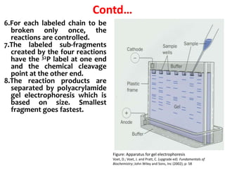 6.For each labeled chain to be
broken only once, the
reactions are controlled.
7.The labeled sub-fragments
created by the four reactions
have the 32P label at one end
and the chemical cleavage
point at the other end.
8.The reaction products are
separated by polyacrylamide
gel electrophoresis which is
based on size. Smallest
fragment goes fastest.
Figure: Apparatus for gel electrophoresis
Voet, D.; Voet, J. and Pratt, C. (upgrade ed) Fundamentals of
Biochemistry; John Wiley and Sons, Inc (2002); p: 58
Contd…
 